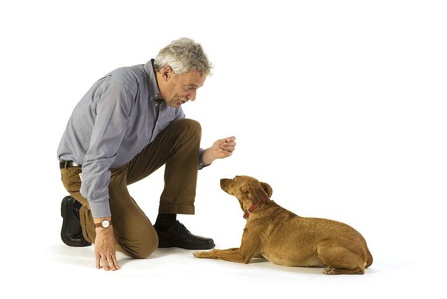 Дрессировка собак – какие команды проще обучать, полезная амуниция для тренировок и советы для домашней дрессуры