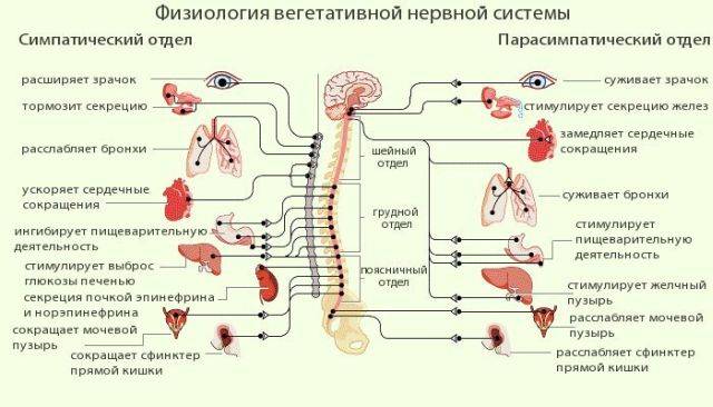 Болезни нервной системы человека, список заболеваний, симптомы нарушений и лечение