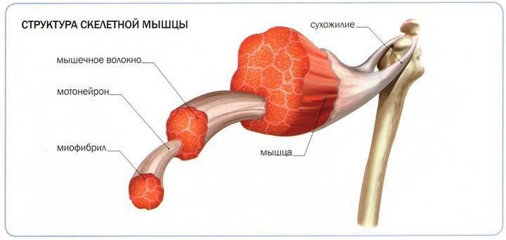Подергивание мышц по всему телу: причины и лечение