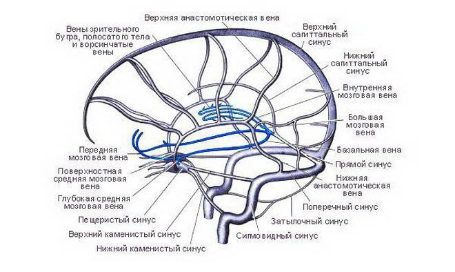 Тромбоз сосудов головного мозга симптомы