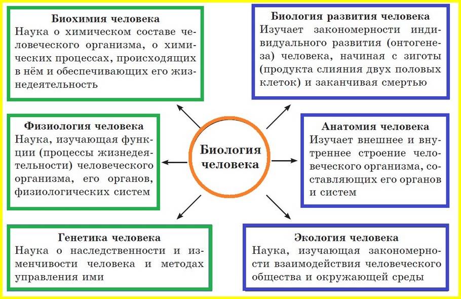 Науки о человеке и их методы 8 класс презентация