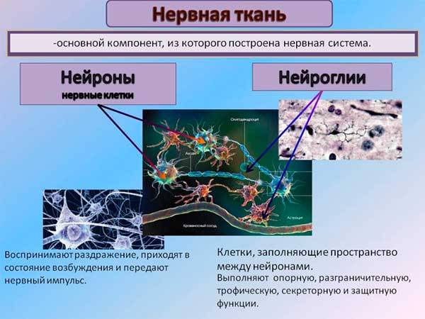 Глиоз головного мозга, что это такое, прогноз жизни, очаги в белом веществе