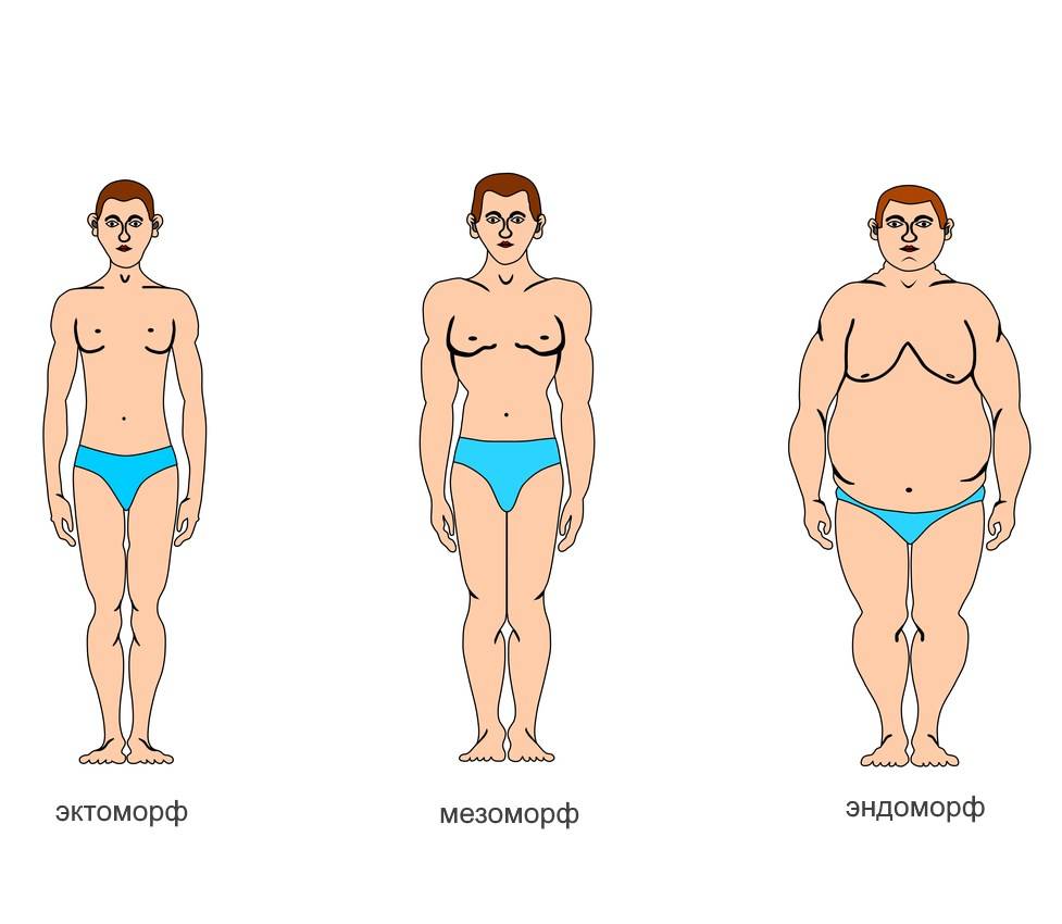 Телосложение типы у женщин. фото, как определить: эктоморф, мезоморф, эндоморф, астеник, нормостеник, гиперстеник