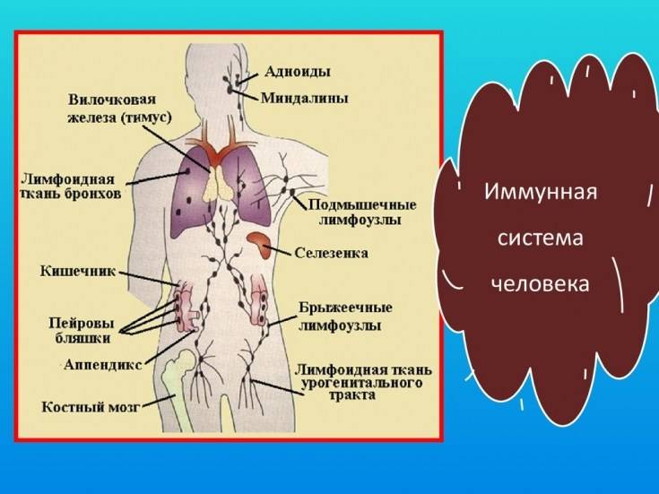 Руководство по дыхательному методу вима хофа чем полезно