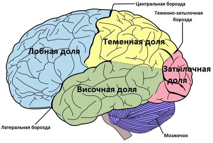 Ствол мозга человека: строение, функции, заболевания