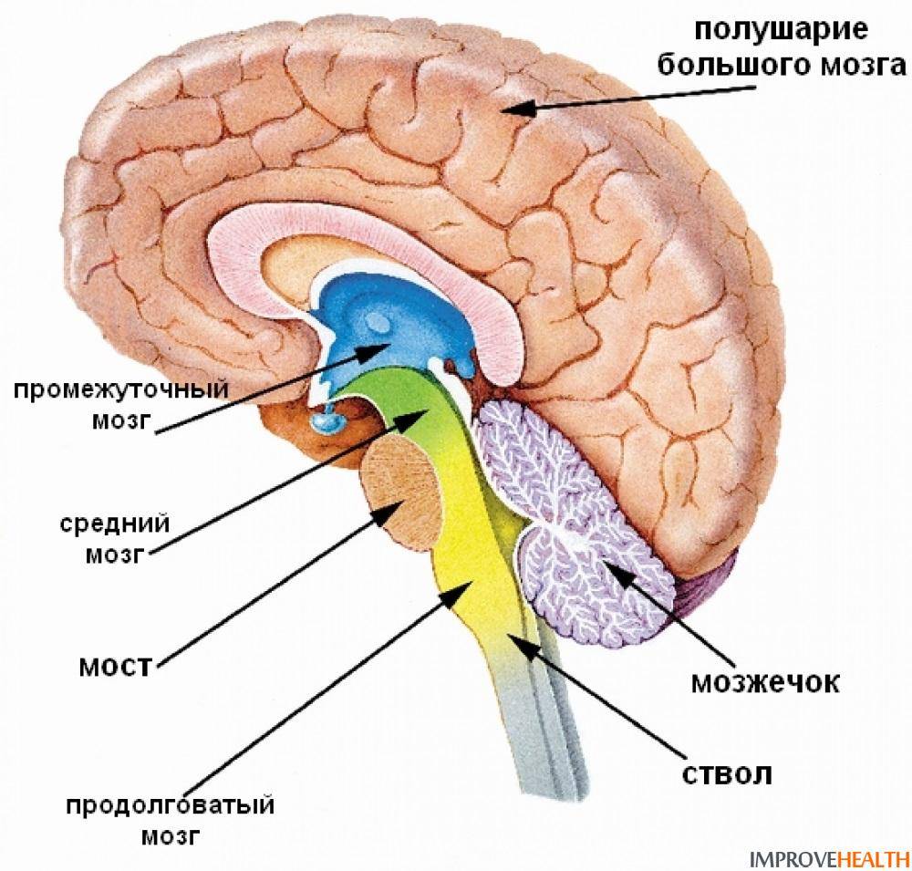 Гипофиз Цветы