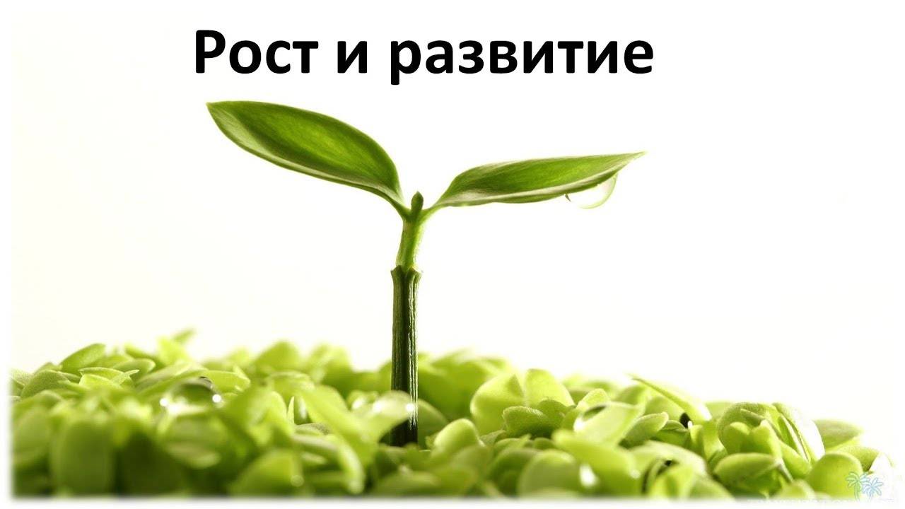 Личностный рост с точки зрения психолога