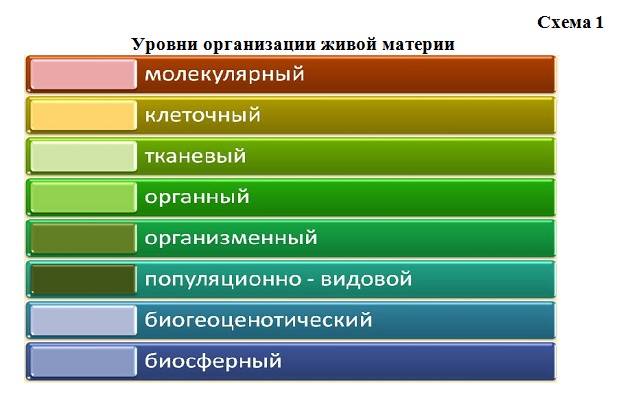 Виды организации живой материи. Уровни организации живой материи схема. Все уровни организации живой материи. Назовите уровни организации живой материи. Основные уровни организации живой материи.