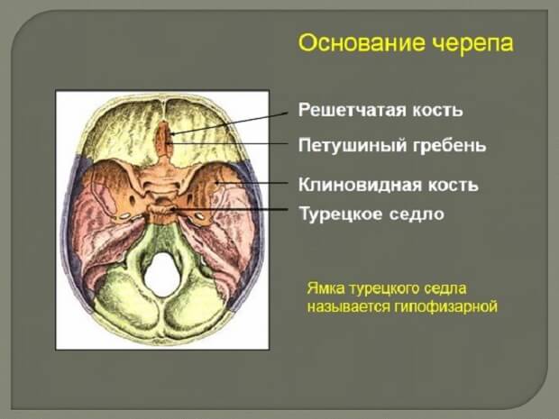 Турецкое седло в головном мозге: строение и функции