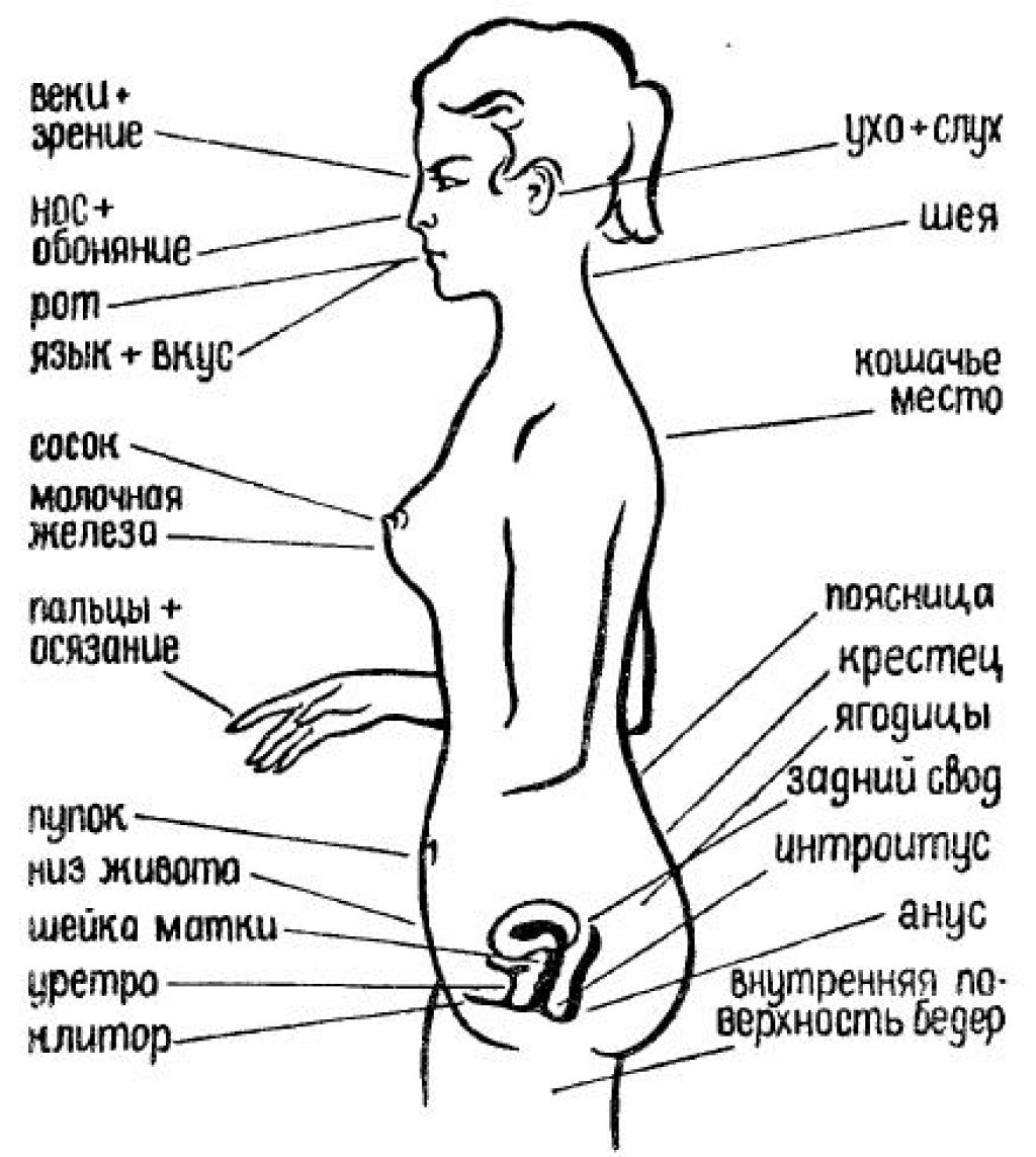 эрогенные зоны груди женщин фото 16