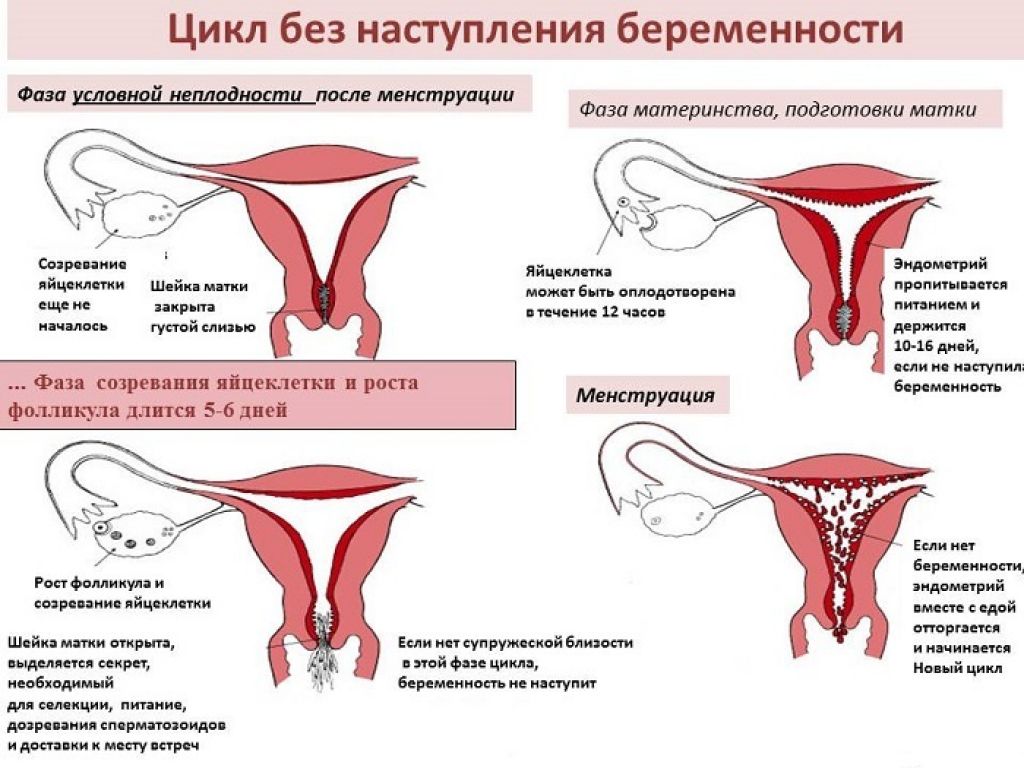 Забеременела на 7 цикл. КПК происходят месячные.. Цикл без наступления беременности. Как происходят месячные. Как происходит менструация.