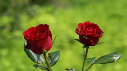 Заговор от измен – на розу