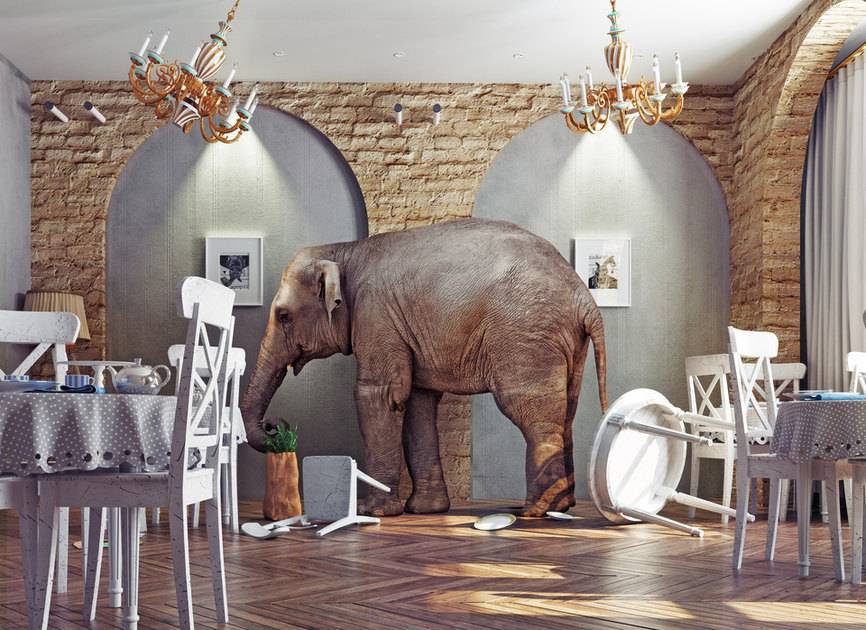 Слон – добродушный гигант