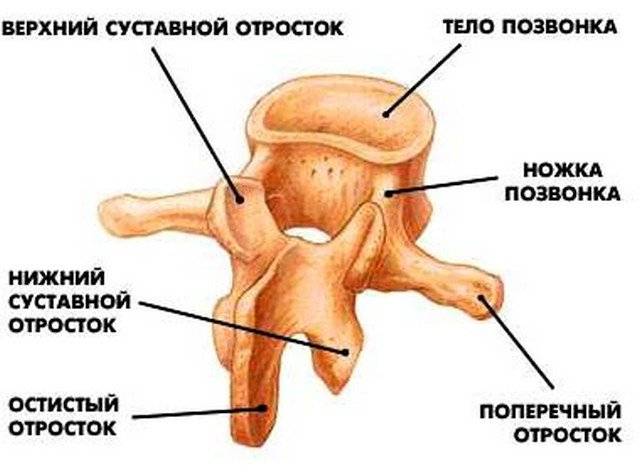 Травма позвоночника и спинного мозга у взрослых. Клинические рекомендации