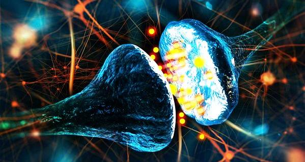 Дендрит, аксон и синапс, строение нервной клетки