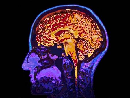 Важнейшие отделы головного мозга и их функции