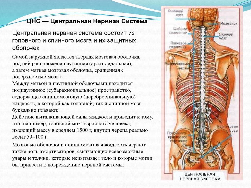 Центральный отдел нервной системы спинной мозг. Центральная нервная система состоит из. Центральная нервная система состоит из спинного и головного. Центральная нервная система состоит из спинного и головного мозга. Центральная нервная система это кратко.