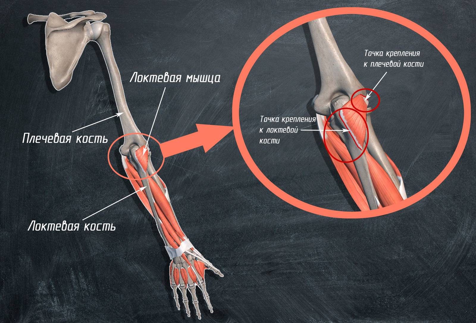 Крепление мышц к плечевой кости