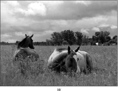 Психология: лошадь кататься на лошади - бесплатные статьи по психологии в доме солнца