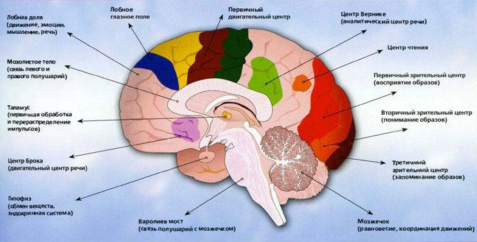 Центральная нервная система человека, функции и строение, из чего состоит