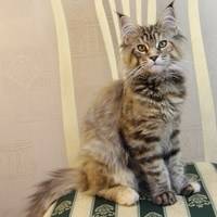 Рыжие кошки в доме — к счастью и деньгам!