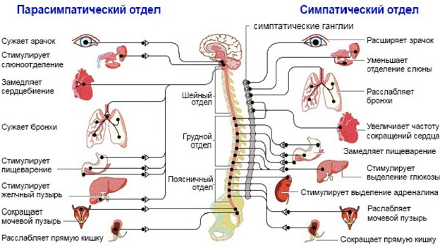 Структура нервной системы: головной и спинной мозг