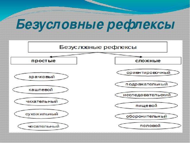 Безусловное рефлекторное поведение. Простые и сложные безусловные рефлексы. Примеры простых и сложных рефлексов. Простые рефлексы примеры. Сложные рефлексы примеры.