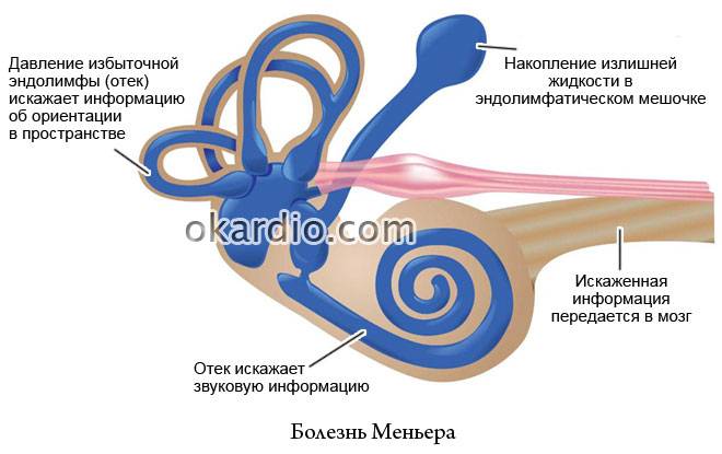 Эндолимфа улитки. Эндолимфа. Эндолимфа уха. Перилимфа внутреннего уха.
