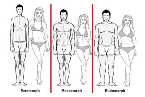 Типы телосложения: отличительные особенности эктоморфов, эндоморфов и мезоморфов