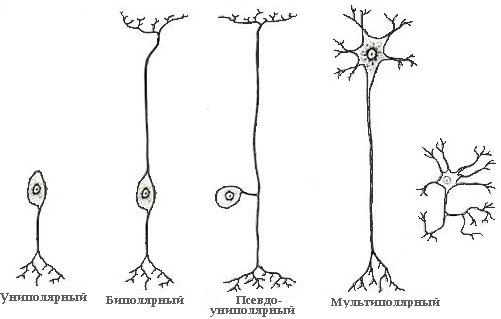 Нейроны