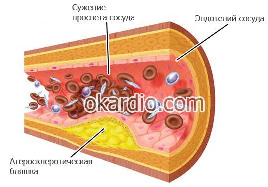 Упражнения для улучшения мозгового кровообращения