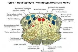 Продолговатый мозг: строение и функции