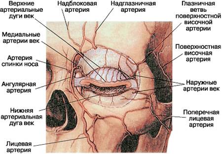 Кровоснабжение головного мозга Кровеносные сосуды головного мозга. Артериальный круг. Отток венозной крови