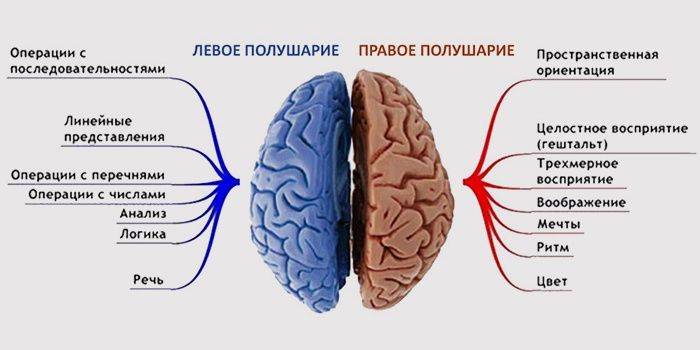 Левое полушарие мозга важнее, чем правое