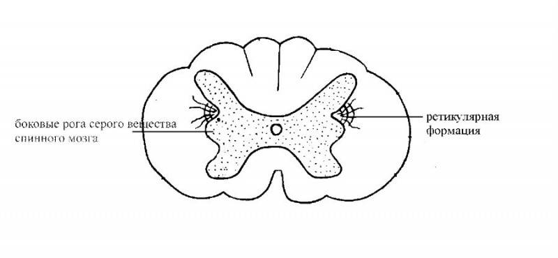 Глава 1. Краткая анатомия позвоночника и спинного мозга