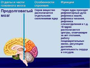 Продолговатый мозг: строение и функции