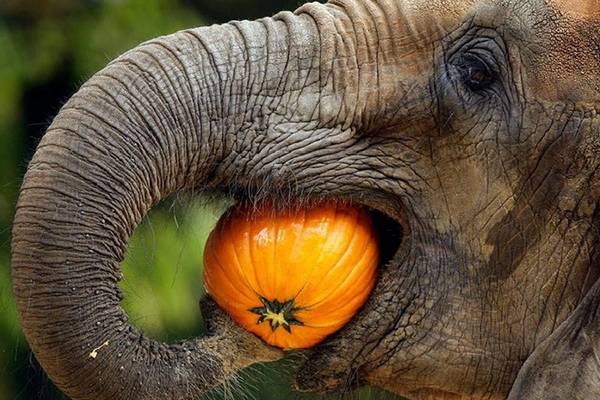 Как съесть большого слона