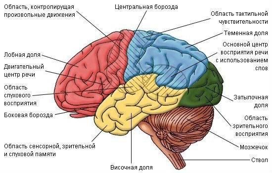 Предложения со словосочетанием биоэлектрическая активность мозга