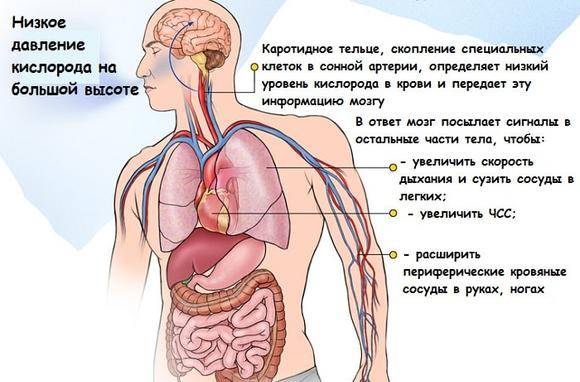 Ишемия сосудов головного мозга