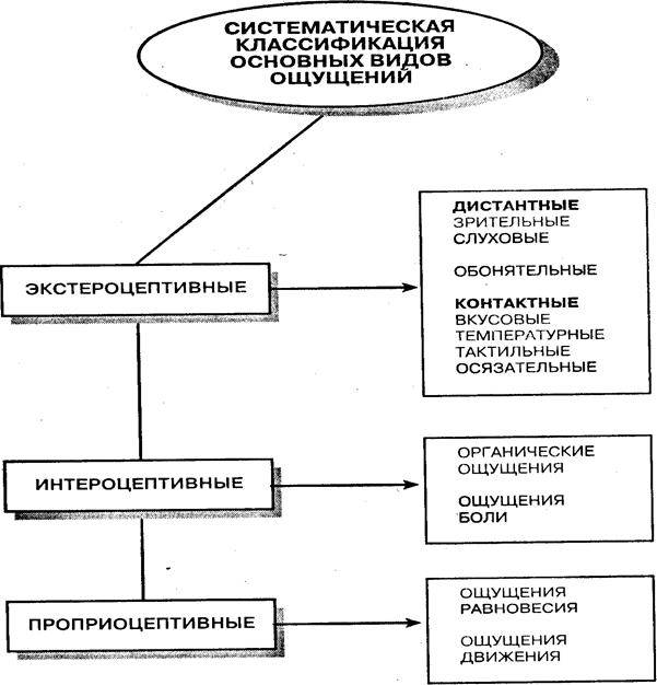 Виды ощущений в психологии схема