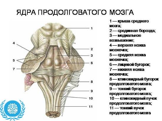 Продолговатый мозг: основы строения и функционирования