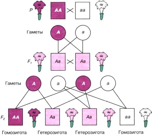 Влияние генотипа и среды на фенотип