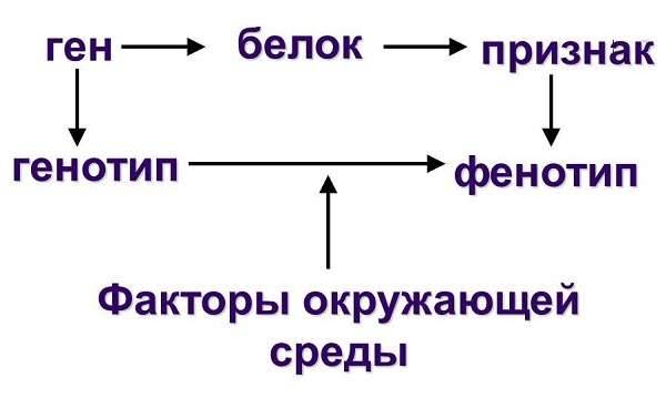 Генотип — что это такое | ktonanovenkogo.ru