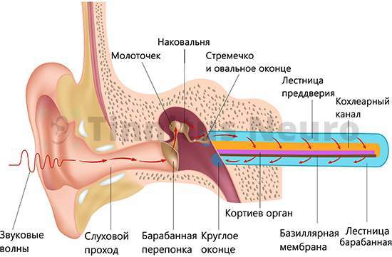 Гул в ушах: причины, почему гудит, симптомы и лечение