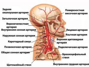 Кто лечит сосуды головы и шеи