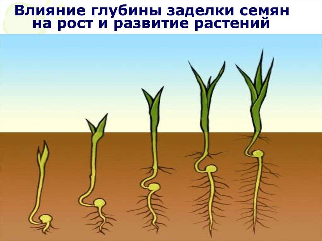 Ростов стадии роста. Глубина посева для прорастания семян. Глубина заделки семян ячменя. Глубина заделки семян пшеницы. Глубина заделки редис.