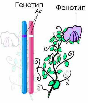 § 27. генотип и фенотип. аллельные гены