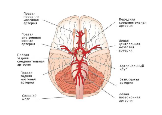 Кровоснабжение головного мозга Кровеносные сосуды головного мозга. Артериальный круг. Отток венозной крови