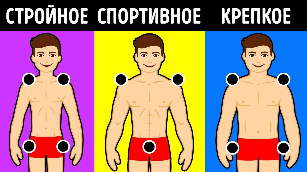 Типы телосложения — sportwiki энциклопедия