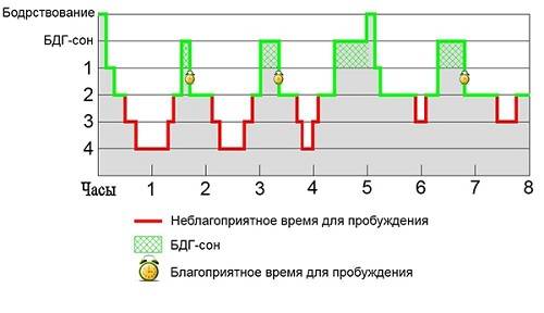 Фазы сна